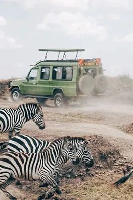 Where to go for your next safari？