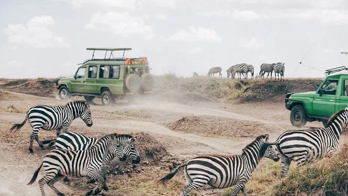 Where to go for your next safari?