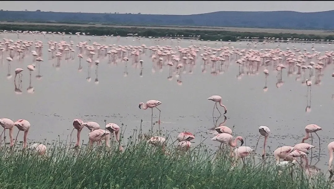 Lake Nakuru National Park:Flamingos, Rhinos & Rift valley Beauty