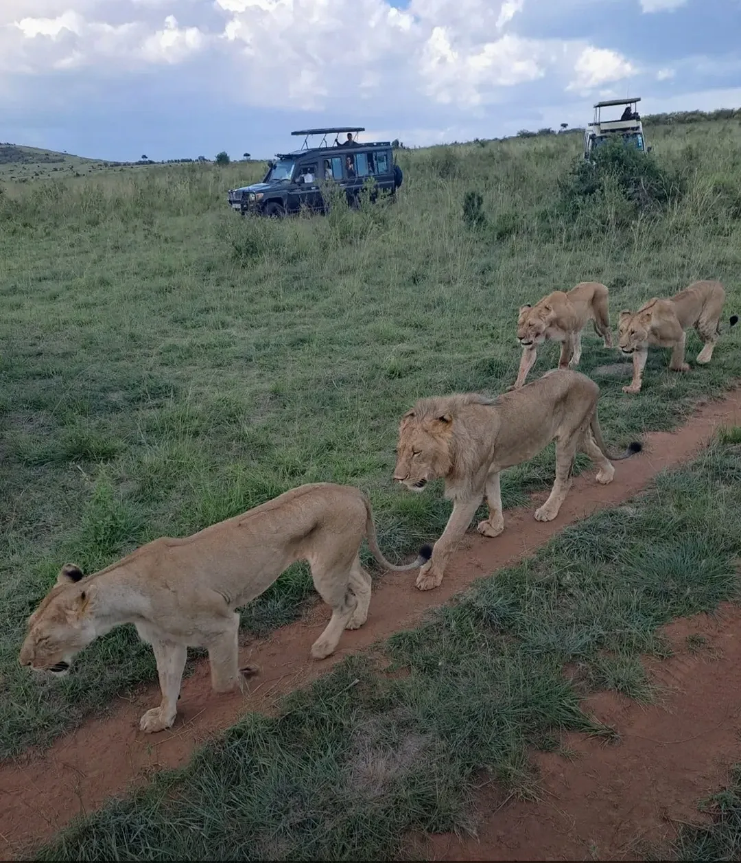 Masai mara National Reserve: Kenya’s Ultimate Safari Experience