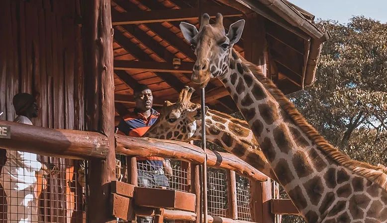 4 Amazing things to do in Nairobi during your safari in Kenya