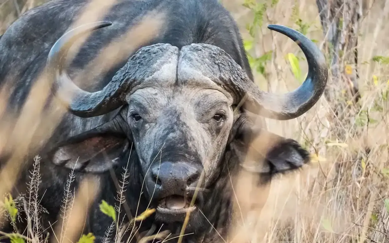 African Buffalo