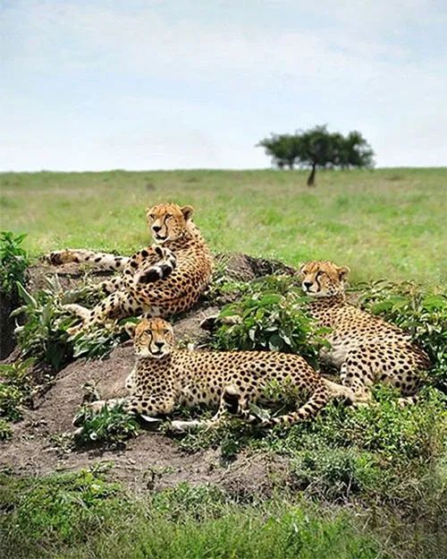 Is the Cheetah Conservation Fund also recommended?
