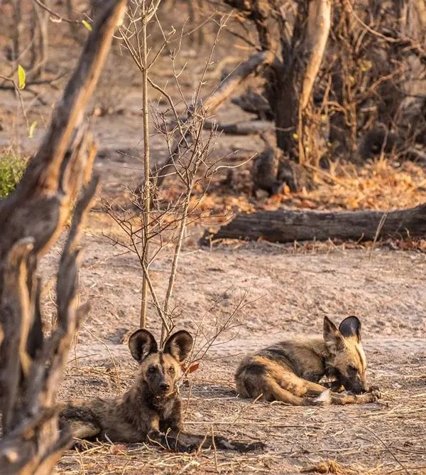 Best time to visit Linyanti or Kwando Concession to see wild
