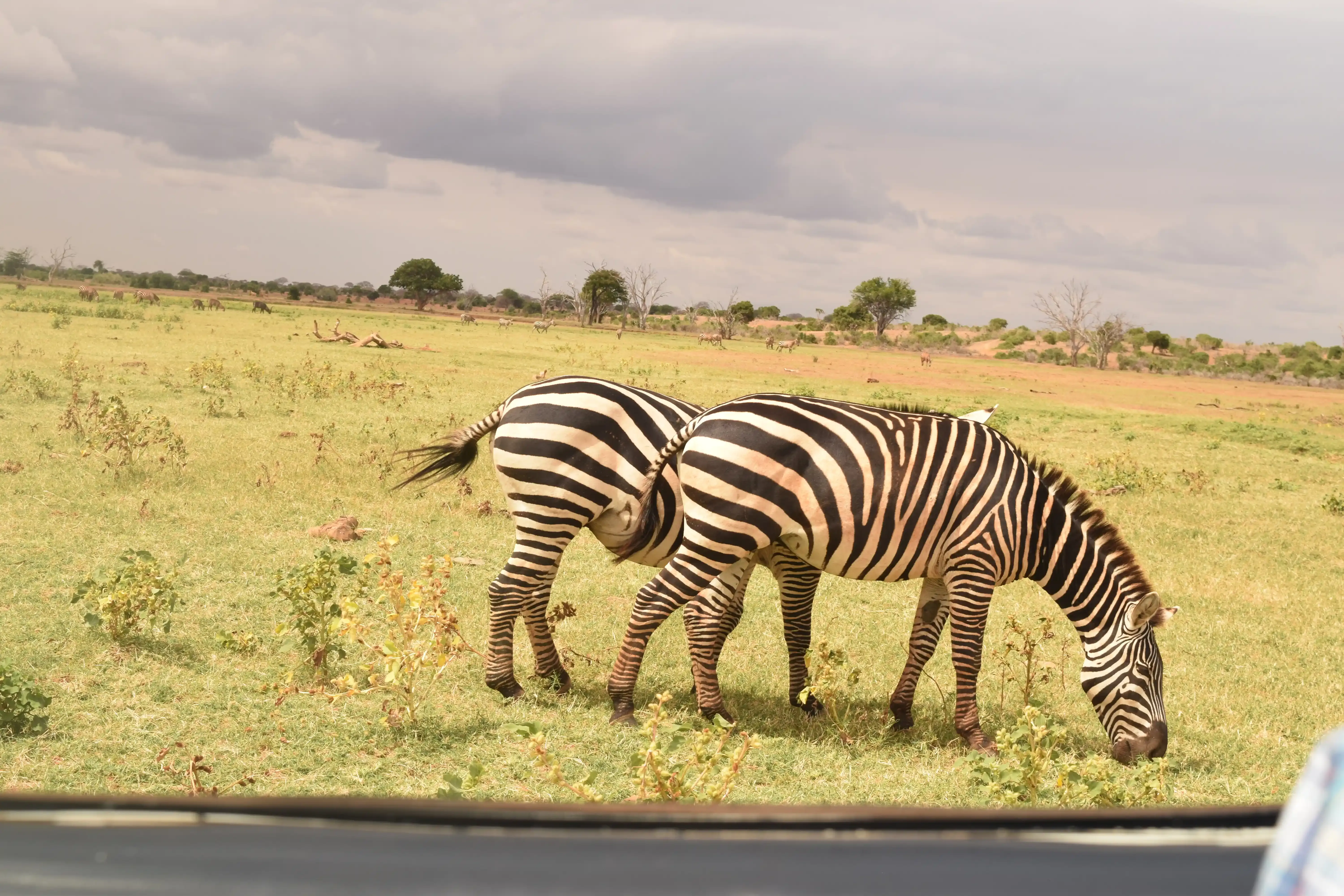 Amboseli safari