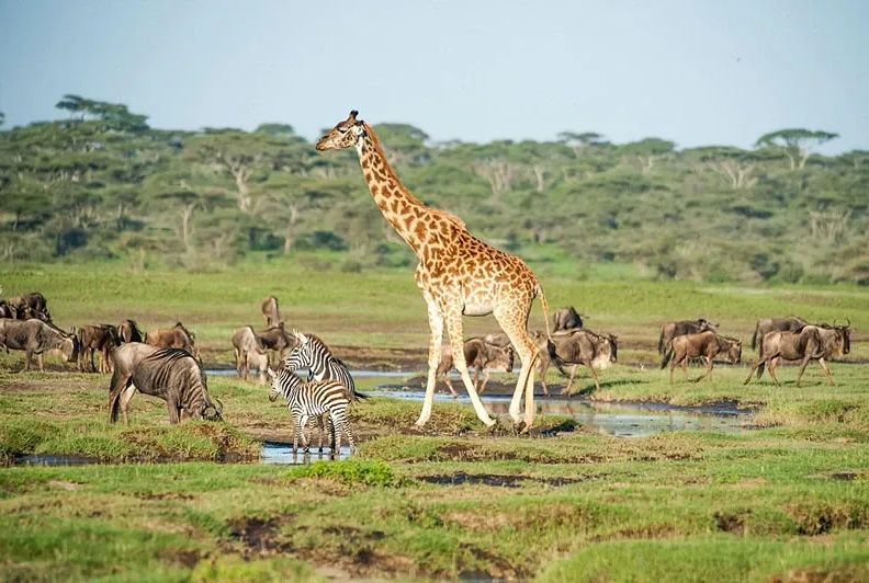 Has anyone been for a safari in Jan ?