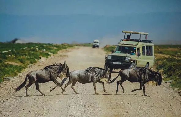 How Many Days for a Tanzania Safari? The Ultimate 2026 Planning Guide