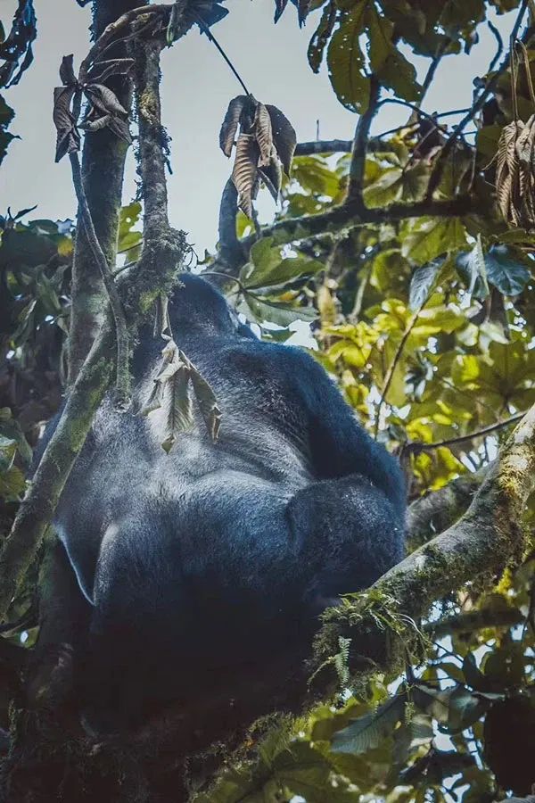 How Much Does Gorilla Trekking in Uganda Cost? 2026 Price Guide