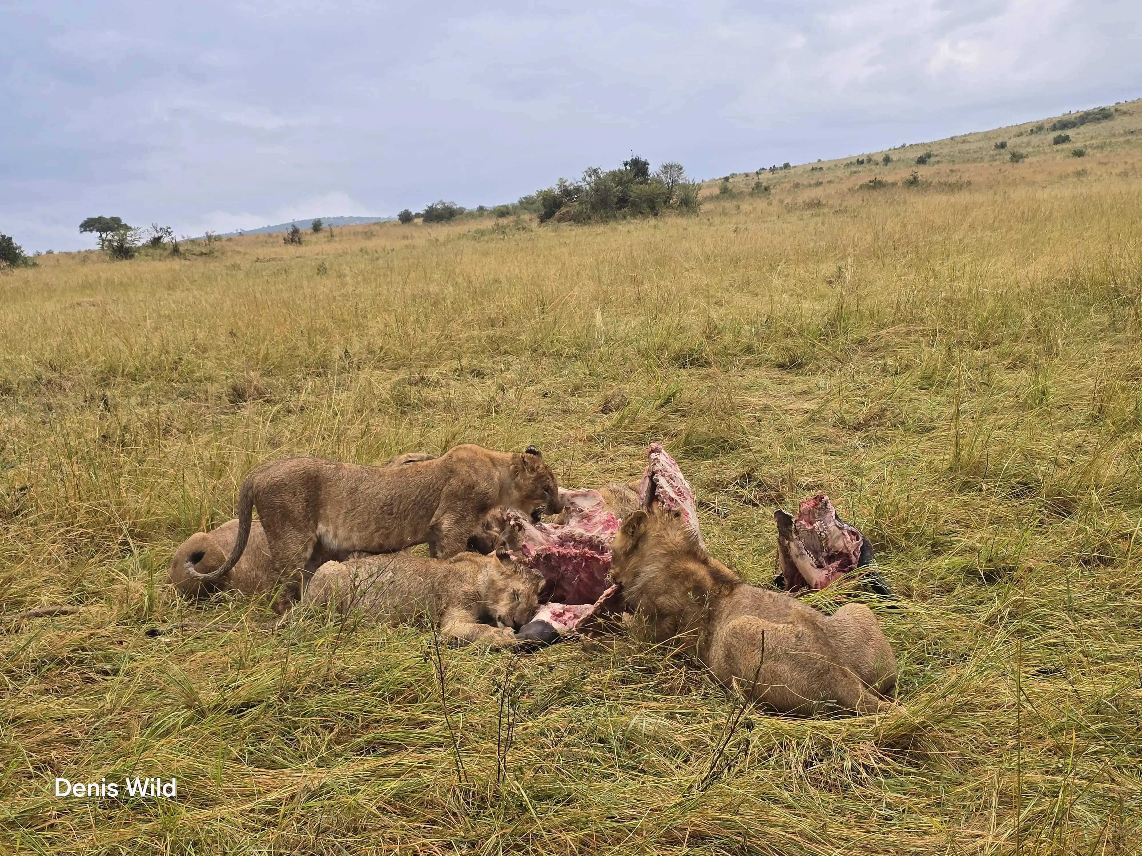 Kenya’s New Park Fees for Non-Residents — What You Need to Know Before Your Safari 🚙🦁