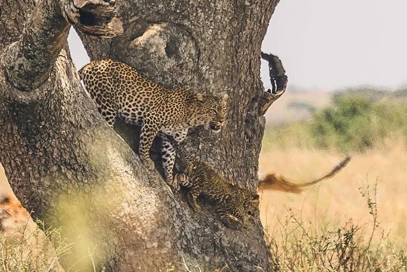 Kenya or Tanzania: Which Is Best for Safari? (2026 Expert Guide)