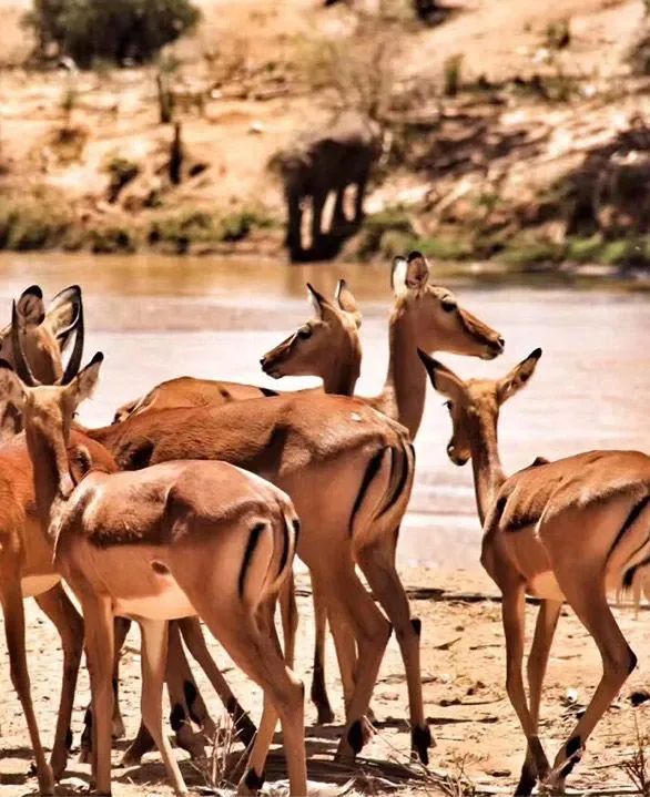 Laikipia, Diani and Samburu? Shimba hills?