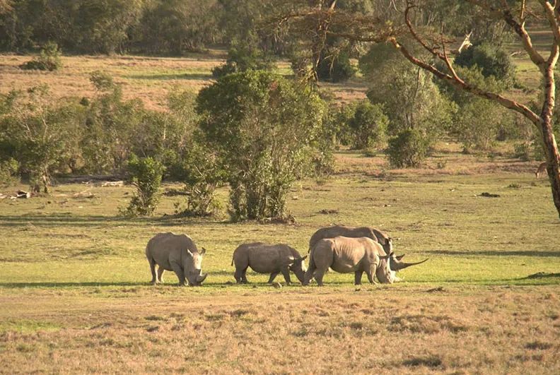 Laikipia & Lewa Safari Guide: What to Expect in Kenya’s Top Conservancies