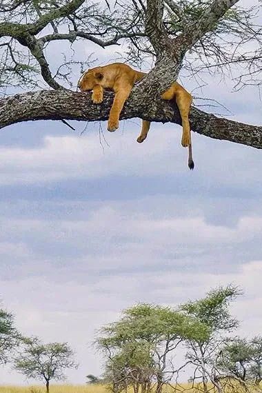 Kenya vs Serengeti or other safaris in May