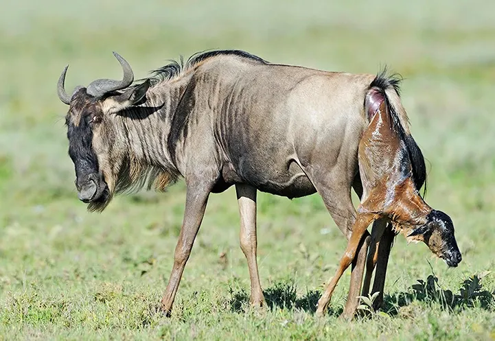 🦓 How to Find and Follow the Great Wildebeest Migration