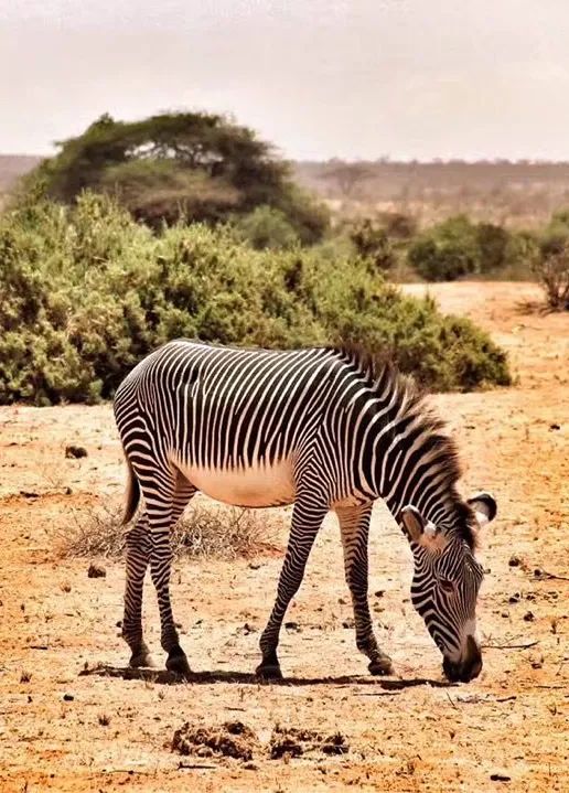 Samburu National Reserve: The Rugged North of Kenya
