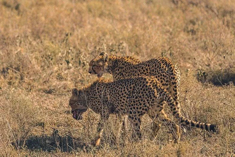 Tanzania Wildlife: The Big Five & Beyond