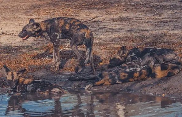 Tanzania’s Southern Circuit: The Ultimate Guide to Africa’s Best-Kept Secret