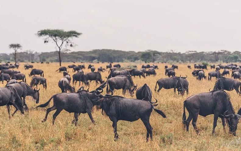 The 20 Best Lodges and Camps for the Great Wildebeest Migration