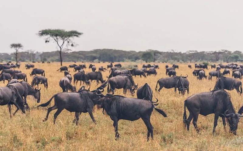 The 20 Best Lodges and Camps for the Great Wildebeest Migration