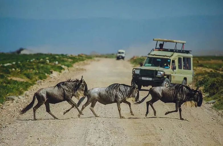 The Great Wildebeest Migration: 7 Costly Misconceptions Every Traveler Should Avoid