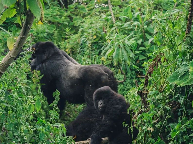 The Ultimate Gorilla Trekking Packing List & Tipping Guide