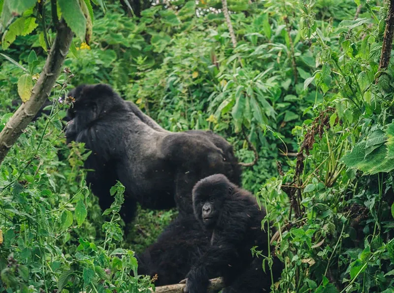 The Ultimate Gorilla Trekking Packing List & Tipping Guide