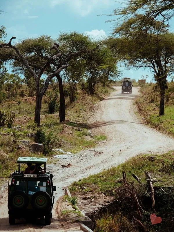 Typical hours of the day to be out driving on safari?