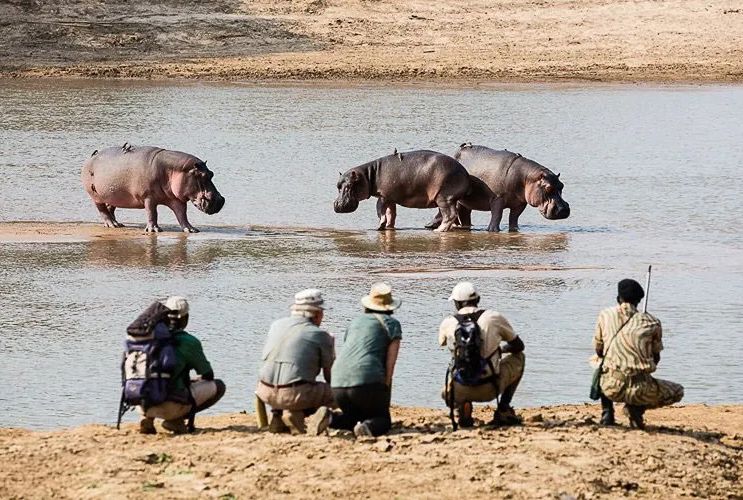 The Ultimate Guide to a Zambia Safari: The Real Africa