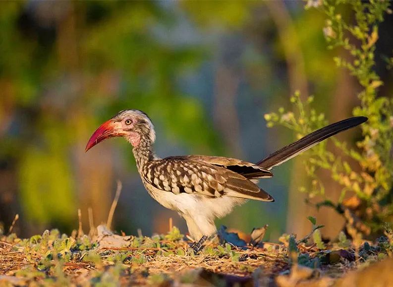 Walking Safaris in South Luangwa: What to Know Before You Go