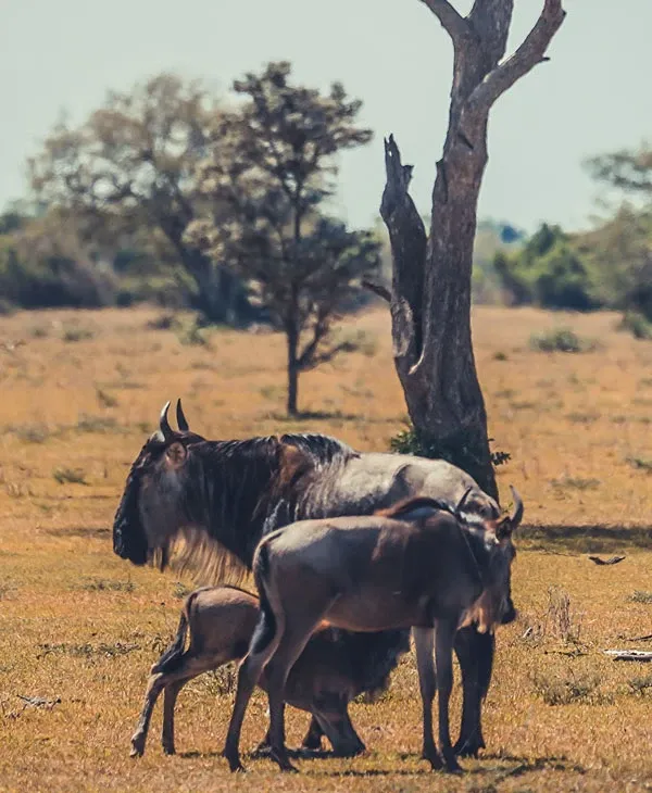 The Great Migration Calving Season in Tanzania: The Ultimate 2026 Guide