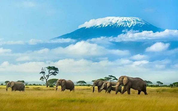 What is the Best Month to Do a Safari in Kenya? 2026 Weather & Wildlife Guide