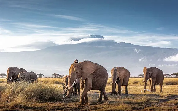 Amboseli National Park Safari Guide: The Land of Giants & Kilimanjaro Views