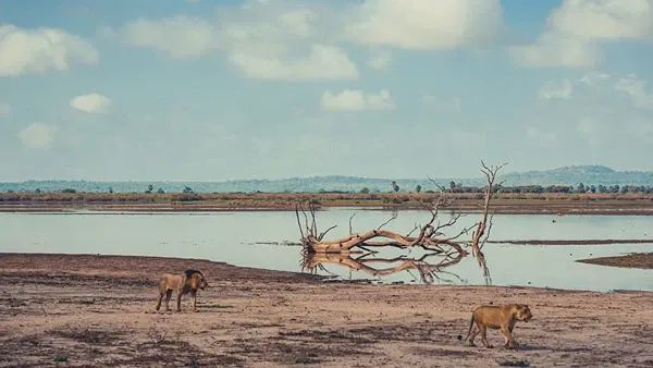 Best time for Tanzania Safari Trips