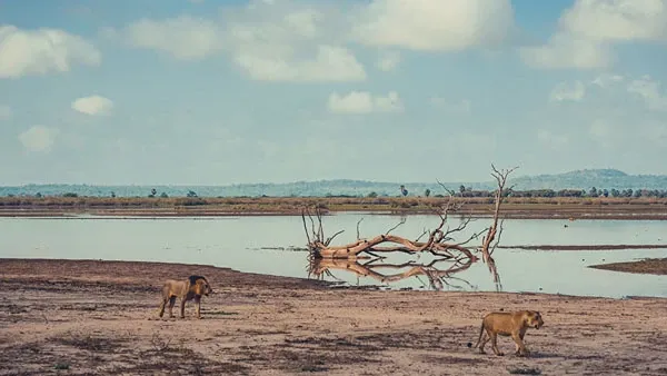 Best time for Tanzania Safari Trips