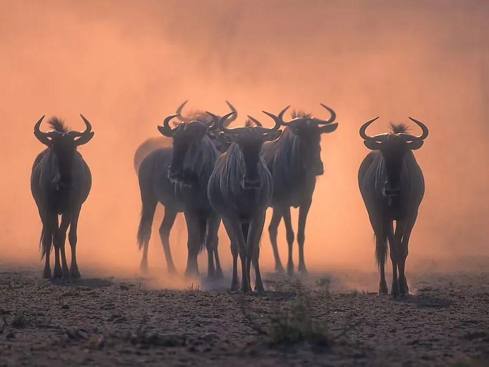 Great migration in late June