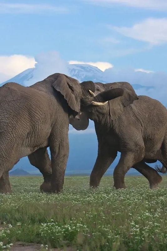 Which is the best place to safari in Africa