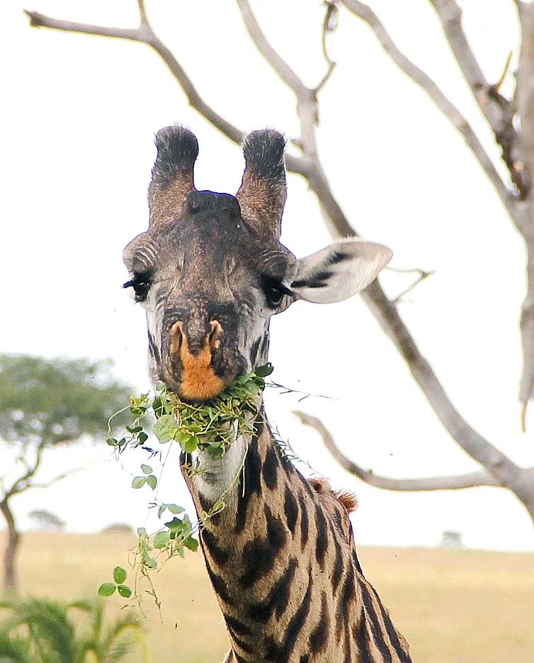 Advice please on 10 day safari itinerary for November '25