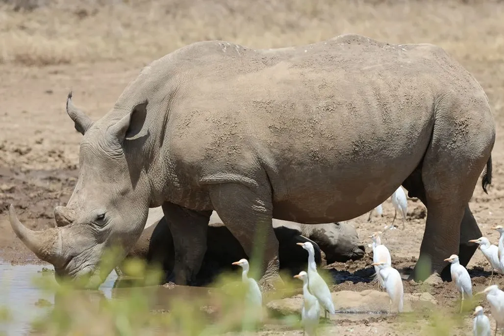 Can You Book a Migration Safari Right Now in 2026? (Current Advice)
📆 Yes — but timing matters