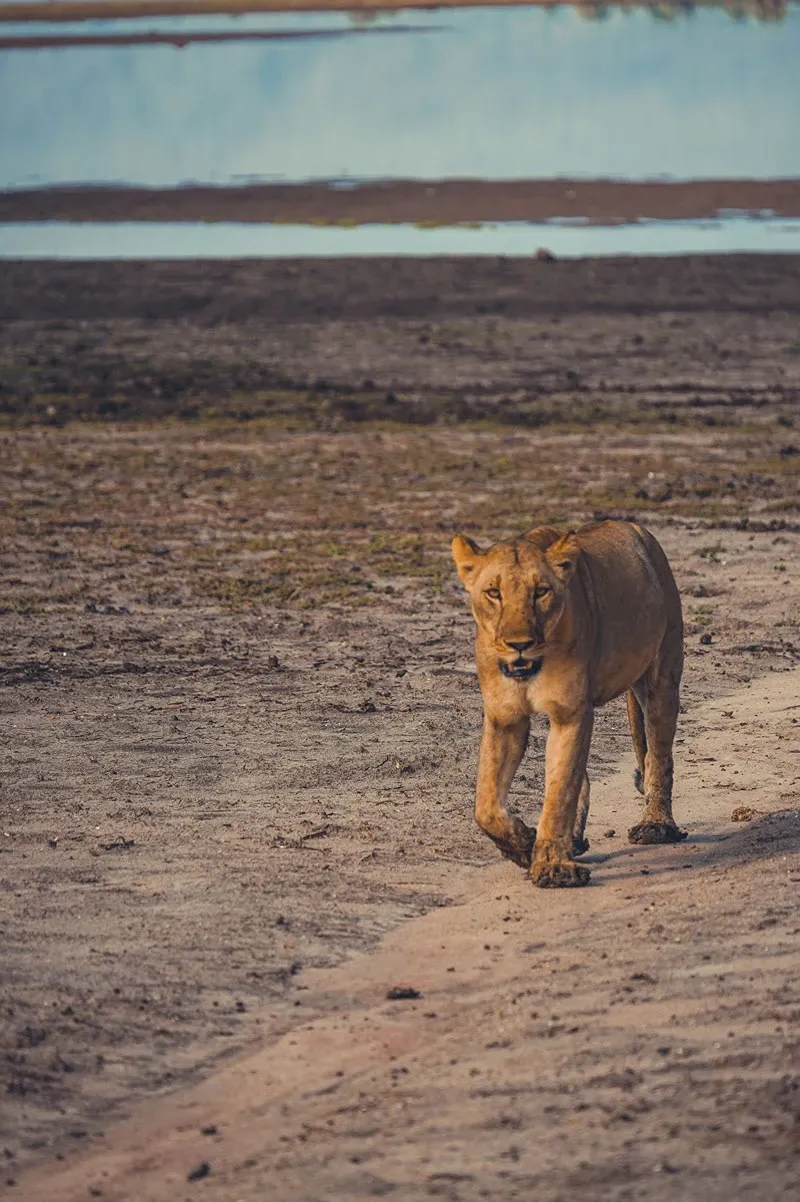 Which is the Best Safari in Tanzania? The Ultimate Circuit Comparison