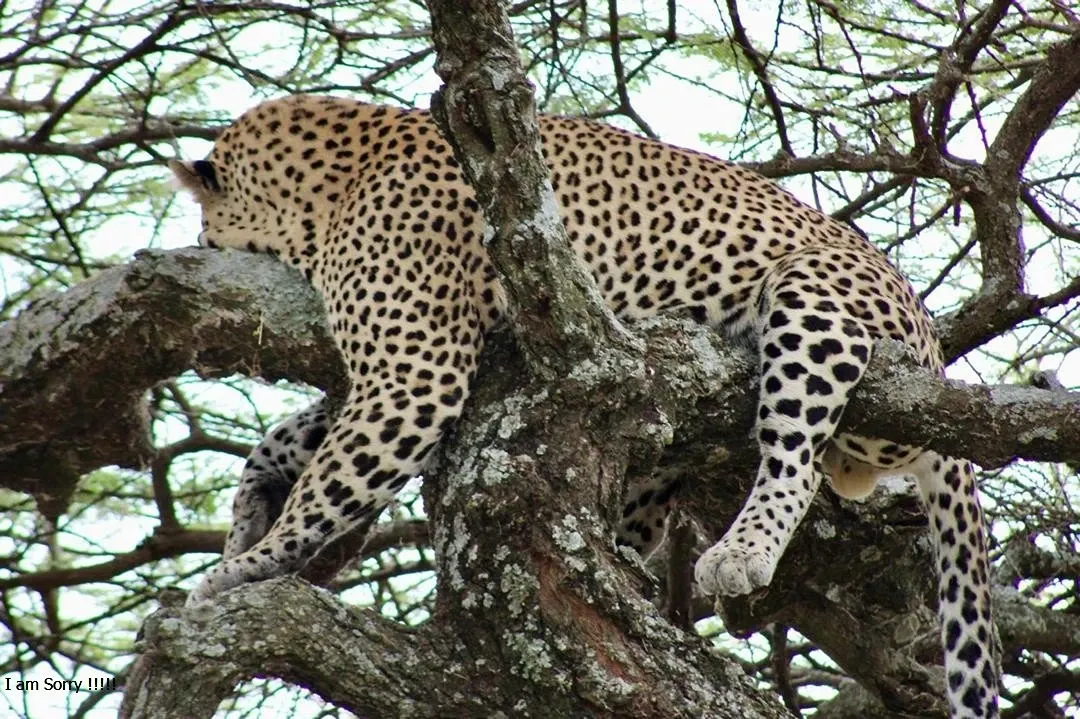 One of the highlights of our Tanzania Scenic Adventure was spotting a magnificent leopard resting in a tree. Watching this elusive big cat in its natural habitat was an unforgettable experience and a rare wildlife encounter. Along with sightings of lions, elephants, giraffes, zebras, and other incredible animals, seeing the leopard made our safari even more exciting and memorable.