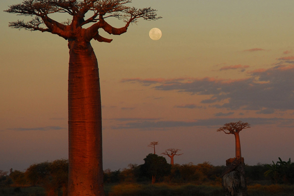 Madagascar